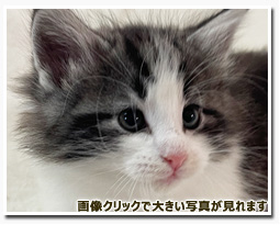 ノルウェージャンフォレストキャット