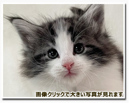 ノルウェージャンフォレストキャット