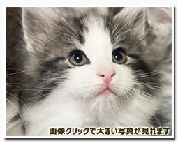 ノルウェージャンフォレストキャット