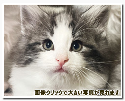 ノルウェージャンフォレストキャット