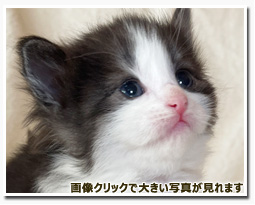 ノルウェージャンフォレストキャット