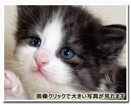 ノルウェージャンフォレストキャット