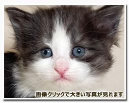 ノルウェージャンフォレストキャット