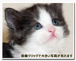 ノルウェージャンフォレストキャット