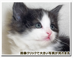 ノルウェージャンフォレストキャット