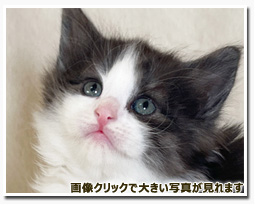 ノルウェージャンフォレストキャット