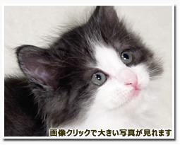 ノルウェージャンフォレストキャット