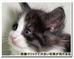 ノルウェージャンフォレストキャット