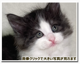 ノルウェージャンフォレストキャット