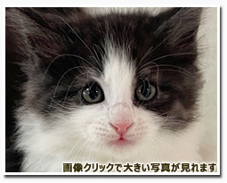 ノルウェージャンフォレストキャット