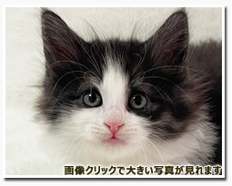 ノルウェージャンフォレストキャット