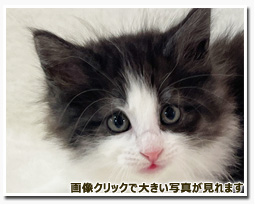 ノルウェージャンフォレストキャット