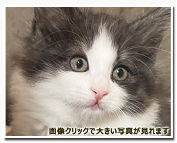 ノルウェージャンフォレストキャット