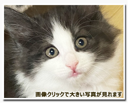 ノルウェージャンフォレストキャット