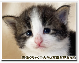 ノルウェージャンフォレストキャット