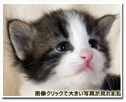 ノルウェージャンフォレストキャット