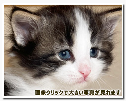 ノルウェージャンフォレストキャット