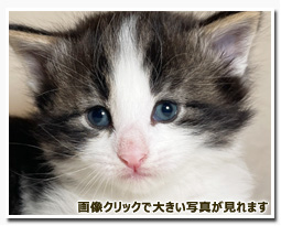 ノルウェージャンフォレストキャット