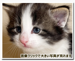 ノルウェージャンフォレストキャット