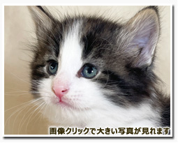 ノルウェージャンフォレストキャット