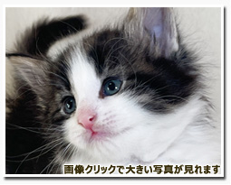 ノルウェージャンフォレストキャット