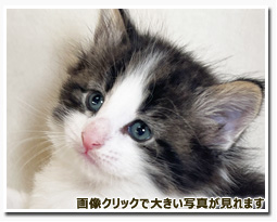 ノルウェージャンフォレストキャット