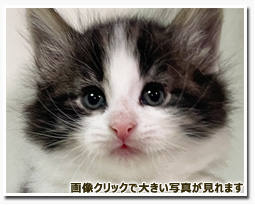 ノルウェージャンフォレストキャット