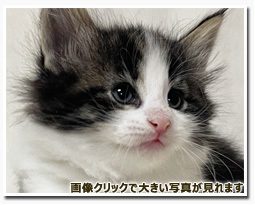 ノルウェージャンフォレストキャット