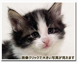 ノルウェージャンフォレストキャット