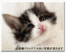 ノルウェージャンフォレストキャット