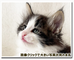 ノルウェージャンフォレストキャット