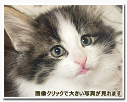 ノルウェージャンフォレストキャット