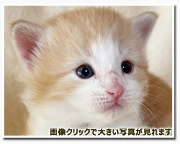 ノルウェージャンフォレストキャット