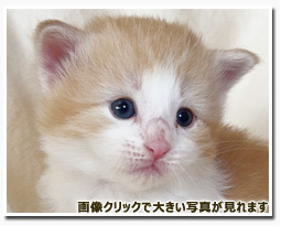 ノルウェージャンフォレストキャット