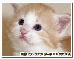 ノルウェージャンフォレストキャット