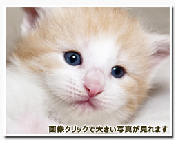 ノルウェージャンフォレストキャット