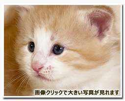 ノルウェージャンフォレストキャット