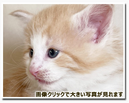 ノルウェージャンフォレストキャット