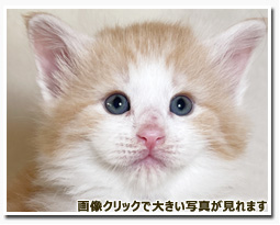 ノルウェージャンフォレストキャット