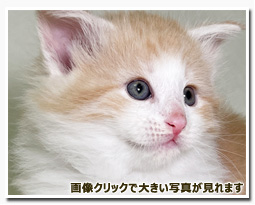 ノルウェージャンフォレストキャット