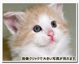 ノルウェージャンフォレストキャット