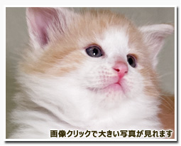 ノルウェージャンフォレストキャット