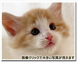 ノルウェージャンフォレストキャット