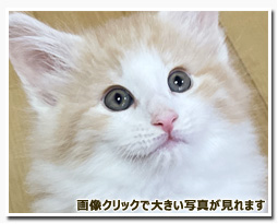 ノルウェージャンフォレストキャット