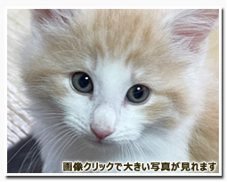 ノルウェージャンフォレストキャット