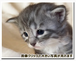 ノルウェージャンフォレストキャット