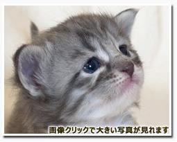 ノルウェージャンフォレストキャット