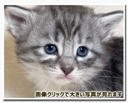 ノルウェージャンフォレストキャット