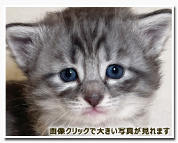 ノルウェージャンフォレストキャット