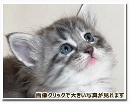 ノルウェージャンフォレストキャット